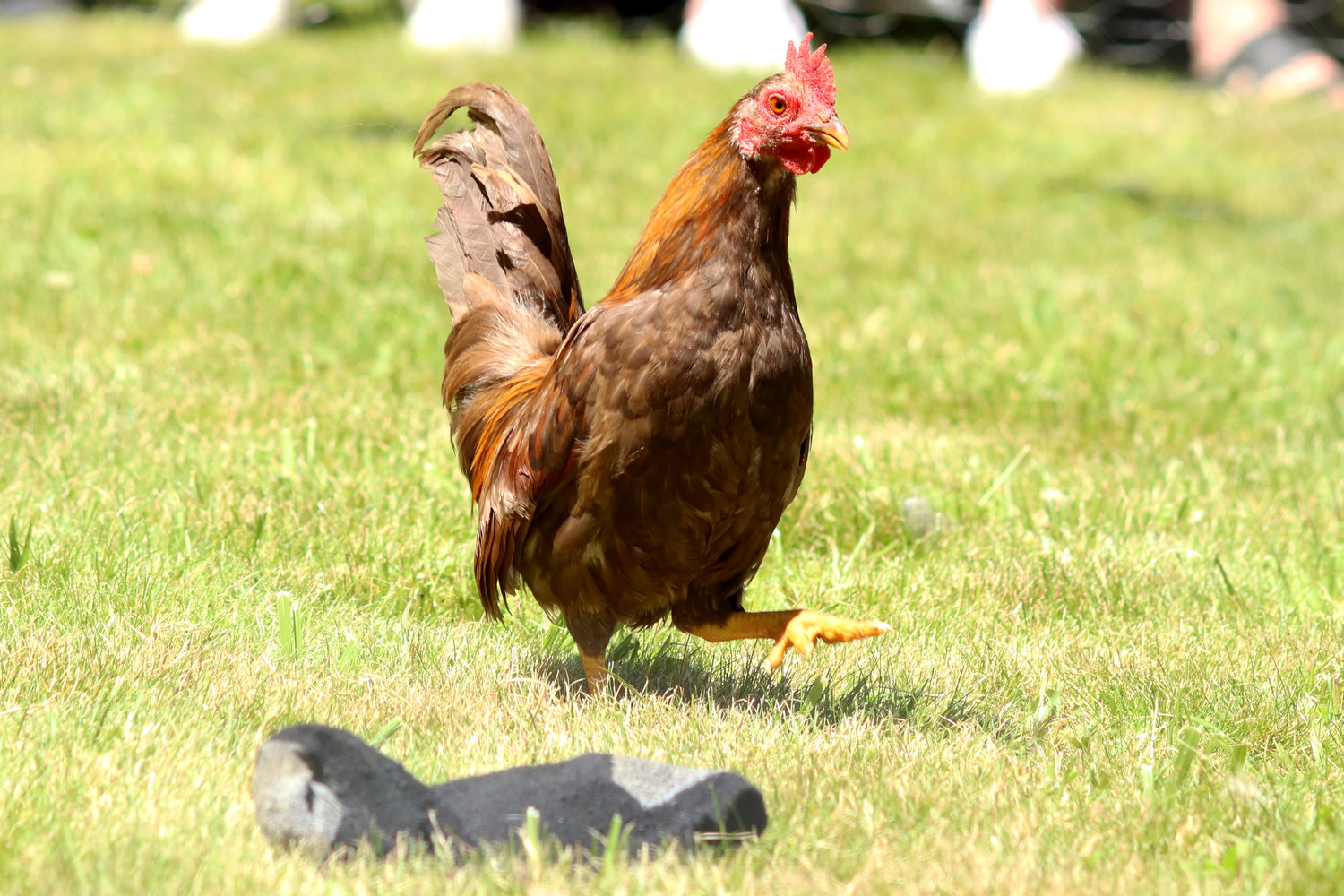 A chicken ignores a sock intended to encourage it to run during Independence Valley Community Hall’s 42nd Annual Chicken Races in Rochester on Sunday.