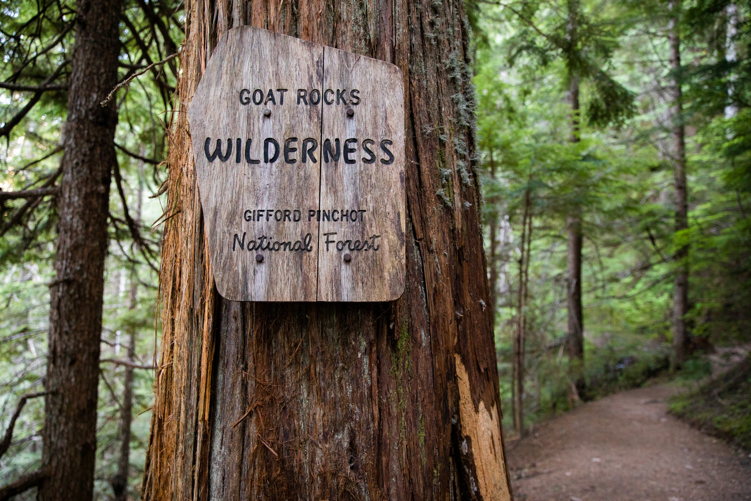 Gifford Pinchot National Forest signage for the Goat Rocks Wilderness hangs on a tree along a trail Wednesday.