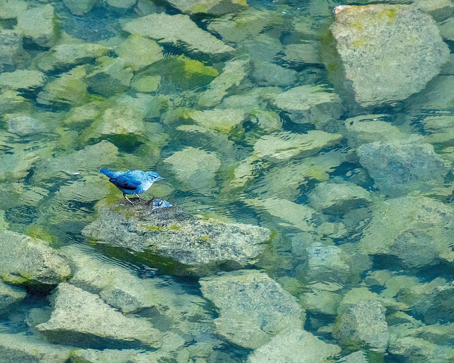 A bird stands on rocks in the water near Packwood Lake on Wednesday.