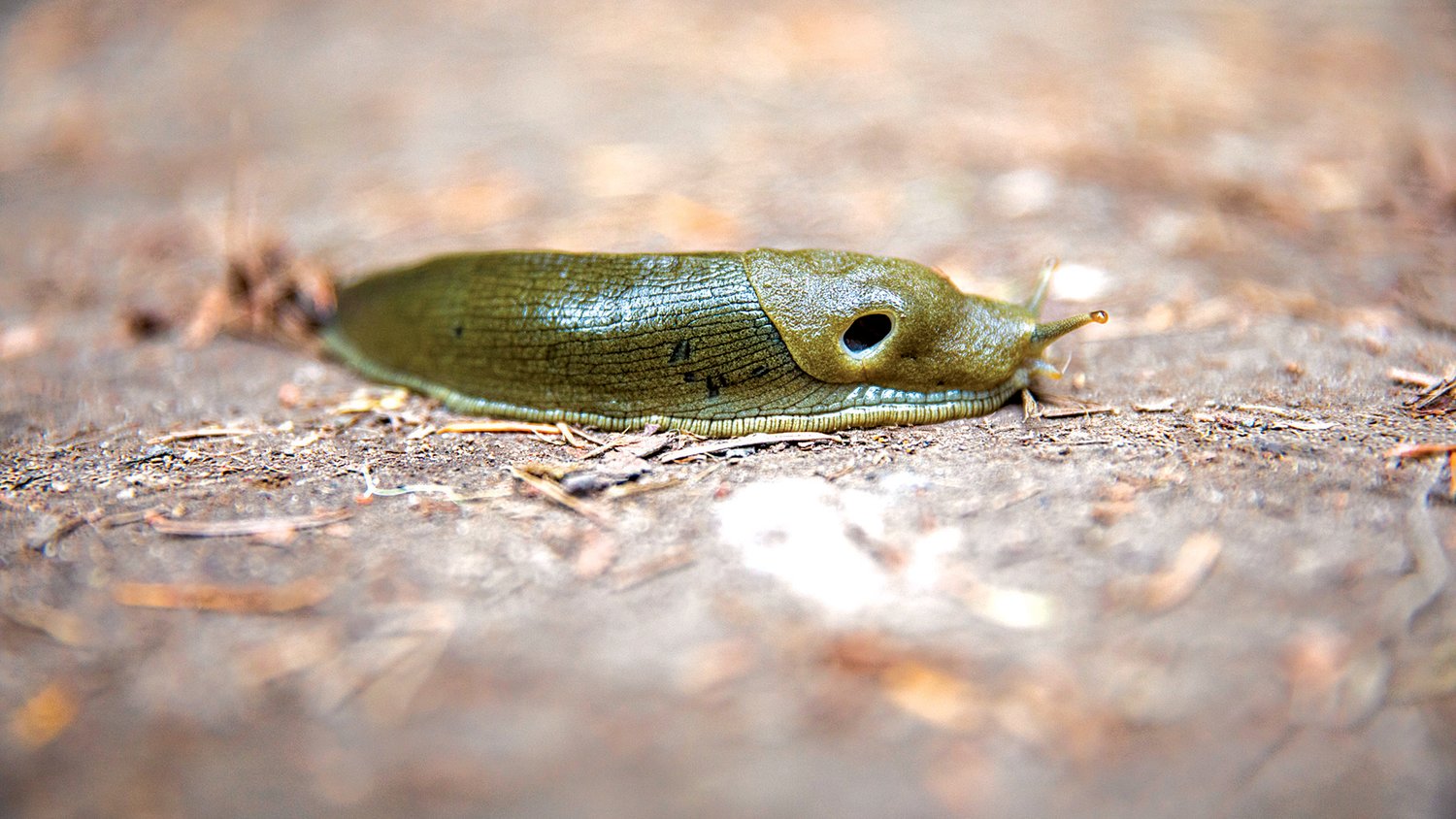 A slug crosses a trail in the Gifford Pinchot National Forest Wednesday evening.