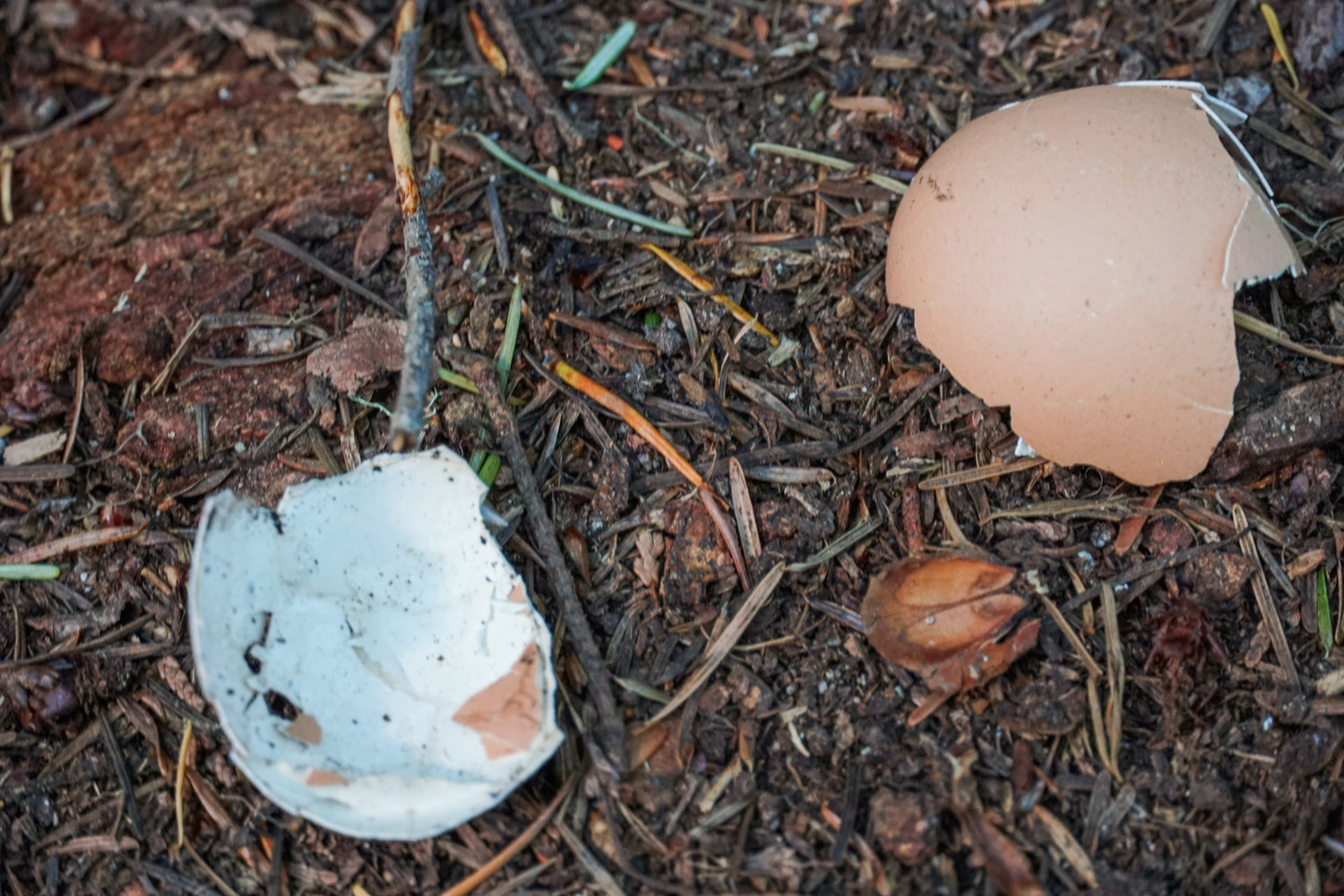 An eggshell is pictured on the forest floor of the Goat Rocks Wilderness along the Packwood Lake Trail on Wednesday in East Lewis County.
