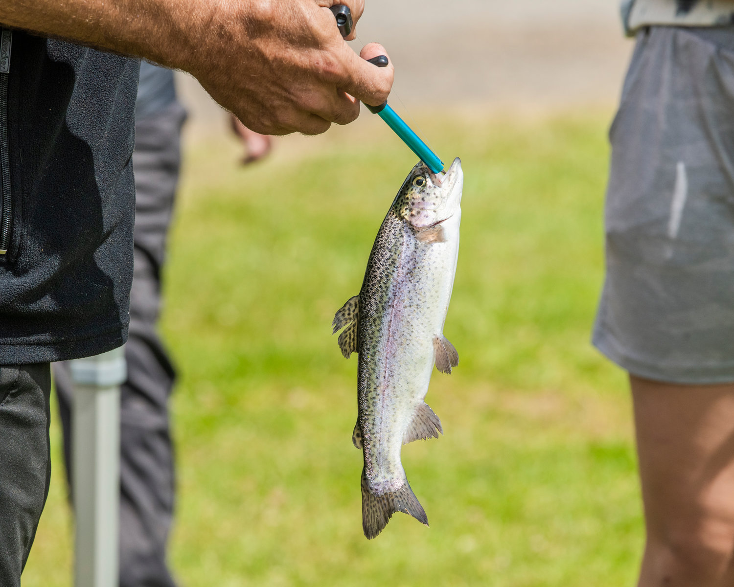 A hook is removed from a rainbow trout at Mineral Lake on Saturday.