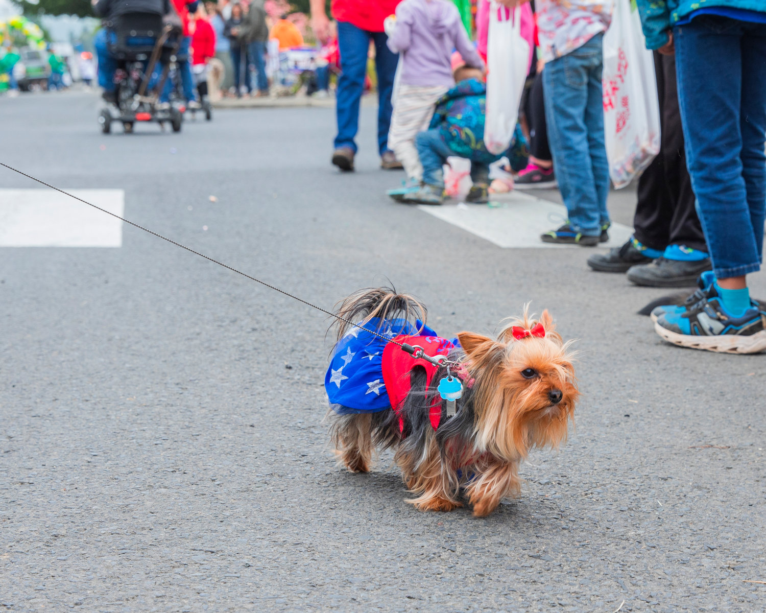 A dog sports a bow and Wonder Woman costume during the Mossyrock Freedom Festival parade on Saturday.