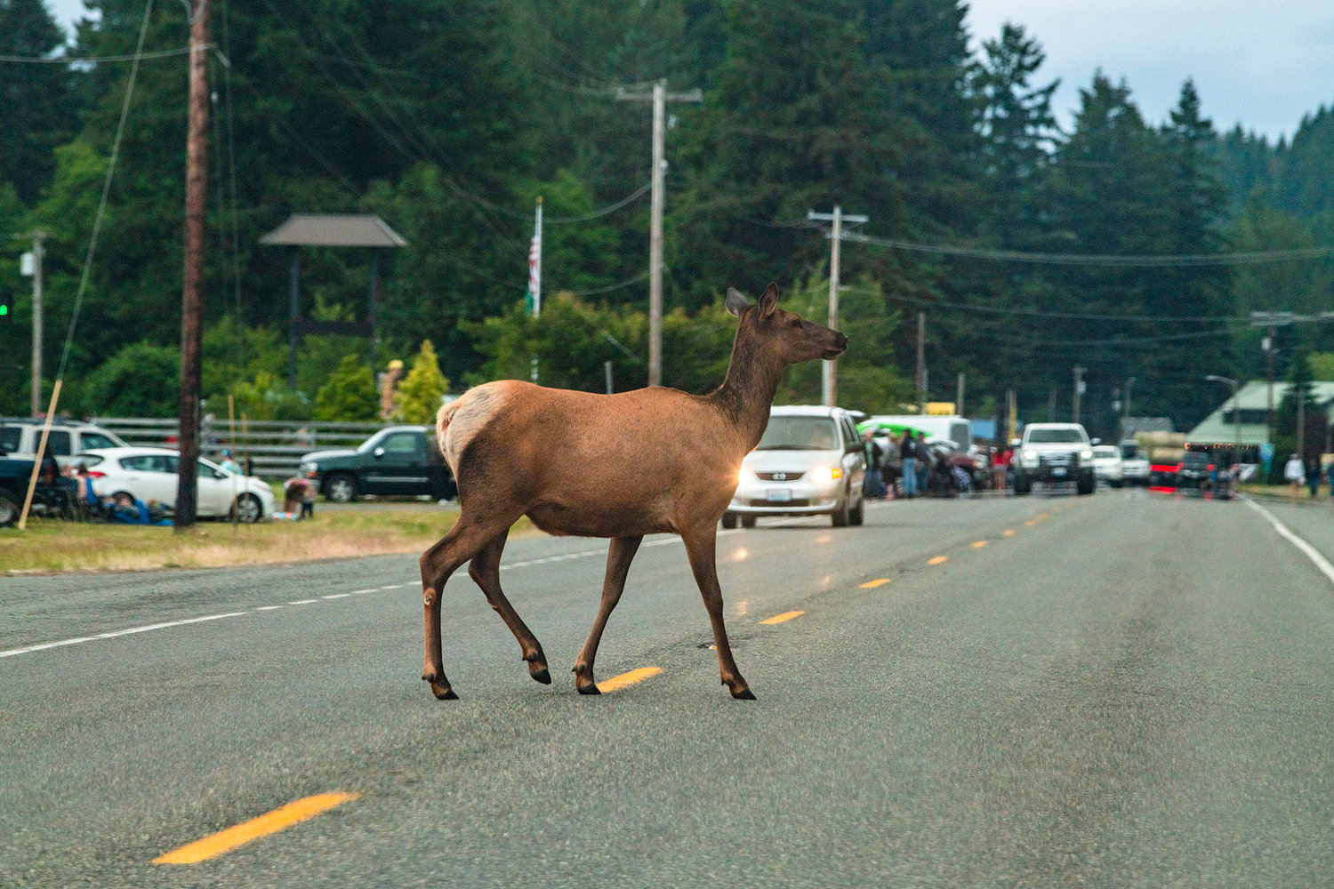 An elk crosses U.S. Highway 12 in Packwood as visitors prepare to watch a fireworks display Saturday evening.