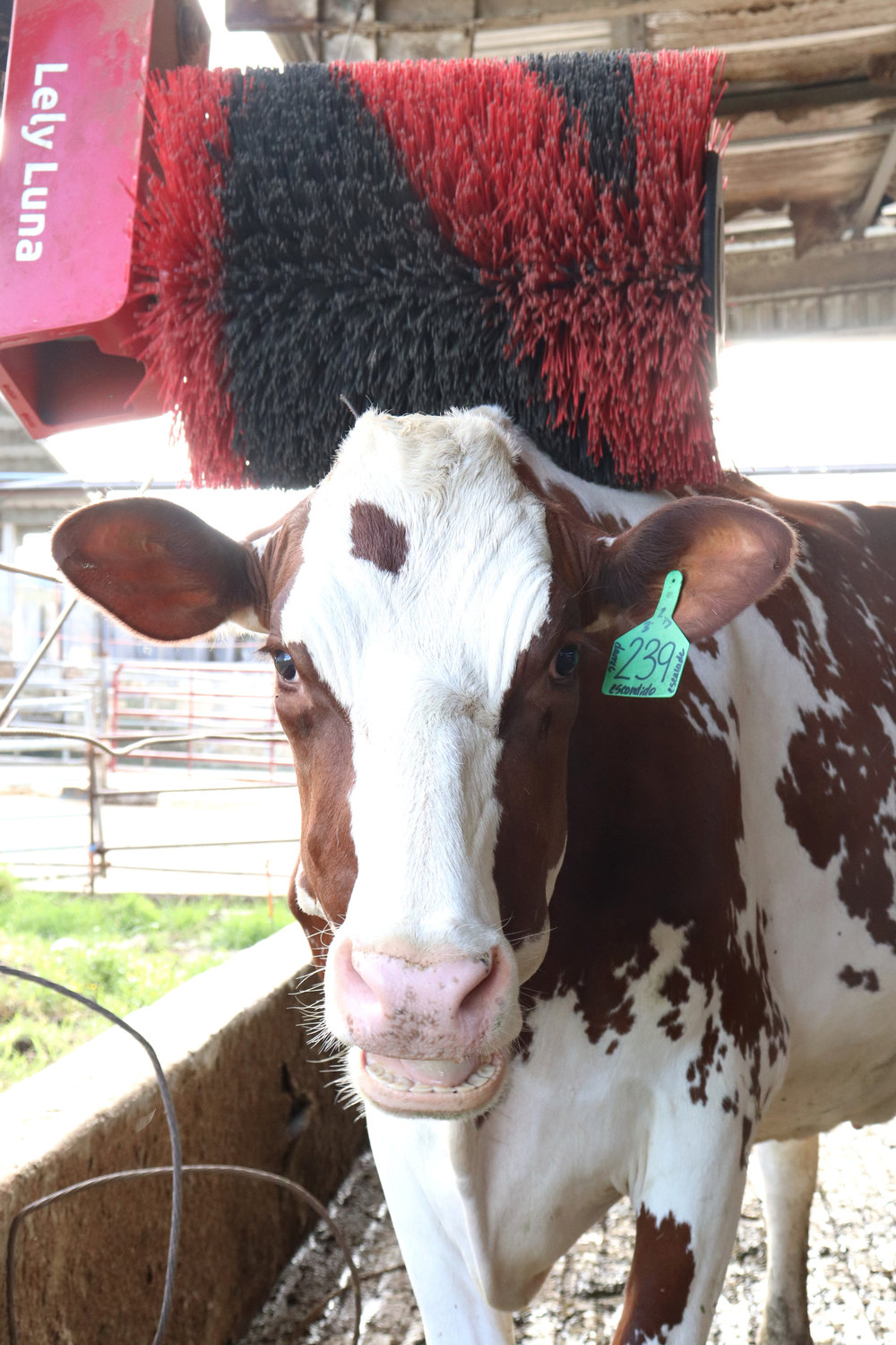A cow scratches her back on the Lely Luna cow brush at Sun-Ton Farms in Adna on Friday.