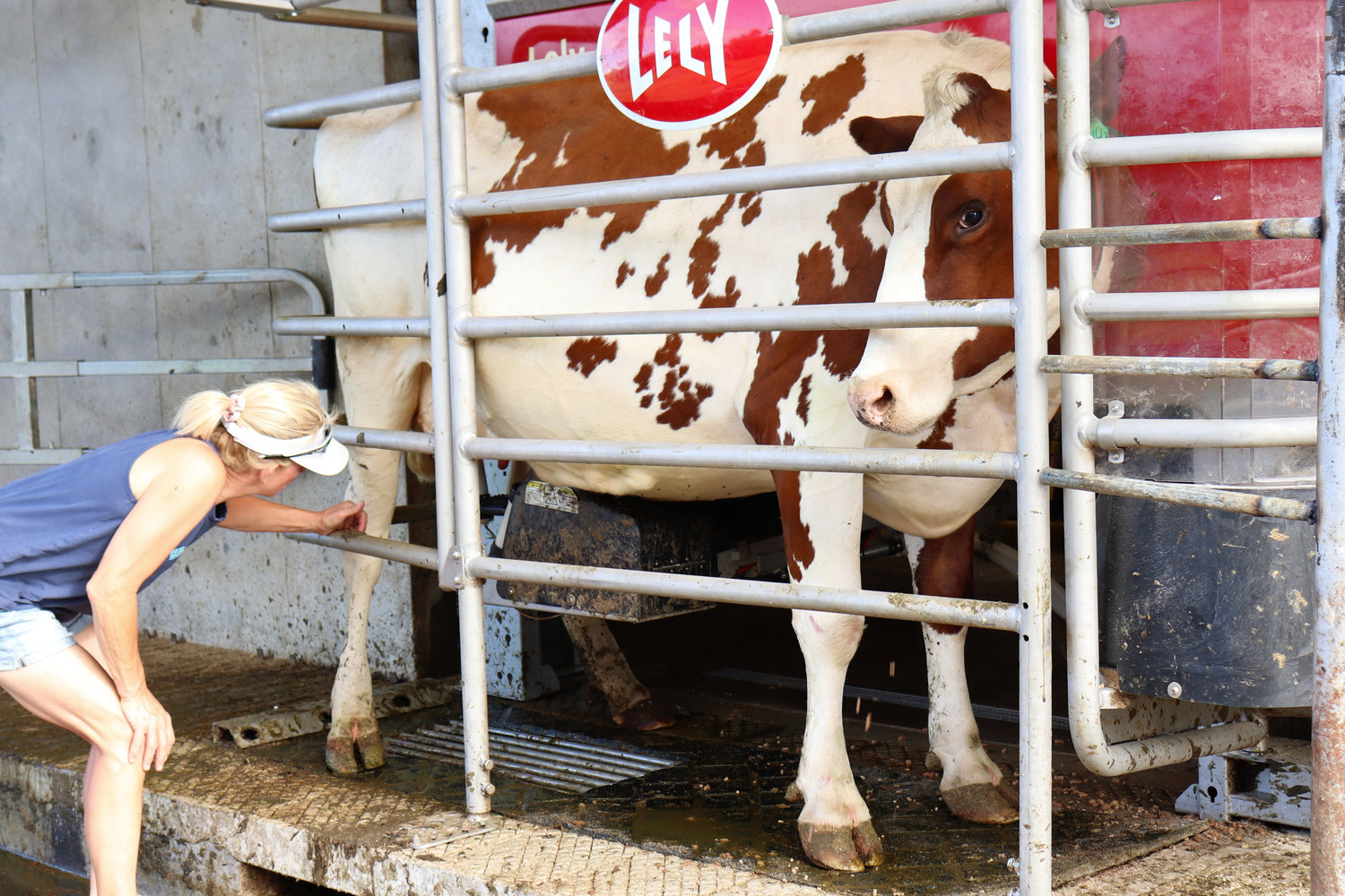 Michelle Schilter checks on a cow being milked by the Lely Astronaut milking robot at Sun-Ton Farms in Adna on Friday.