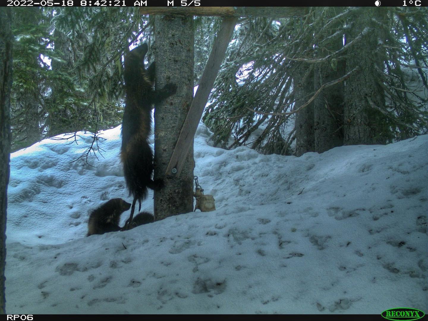 Wolverines have reproduced at Mount Rainier National Park for a third year in a row, according to an announcement last week by the Cascade Carnivore Project.