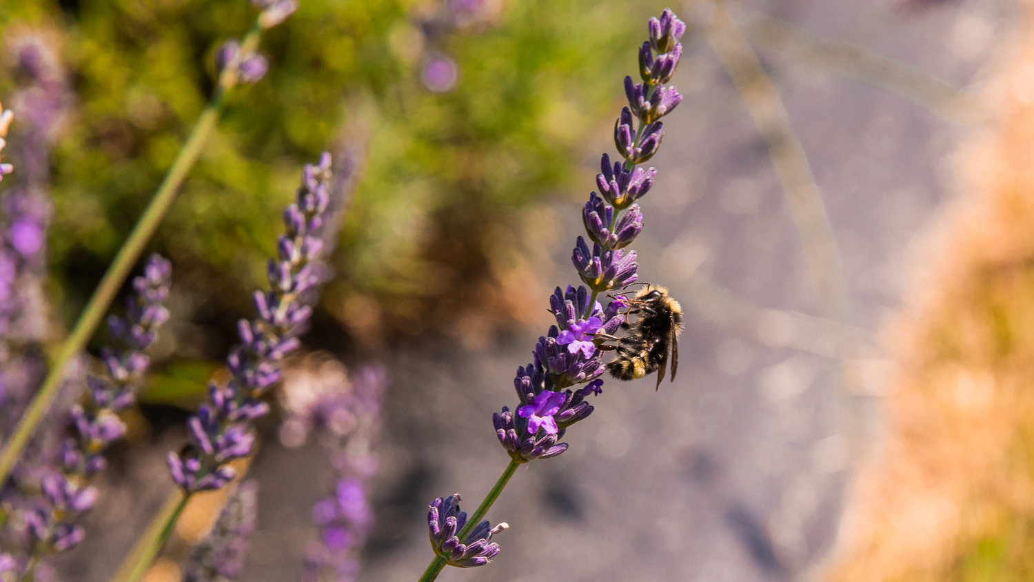 A bee lands on a plant at the Pace Family Lavender Farm in Adna.