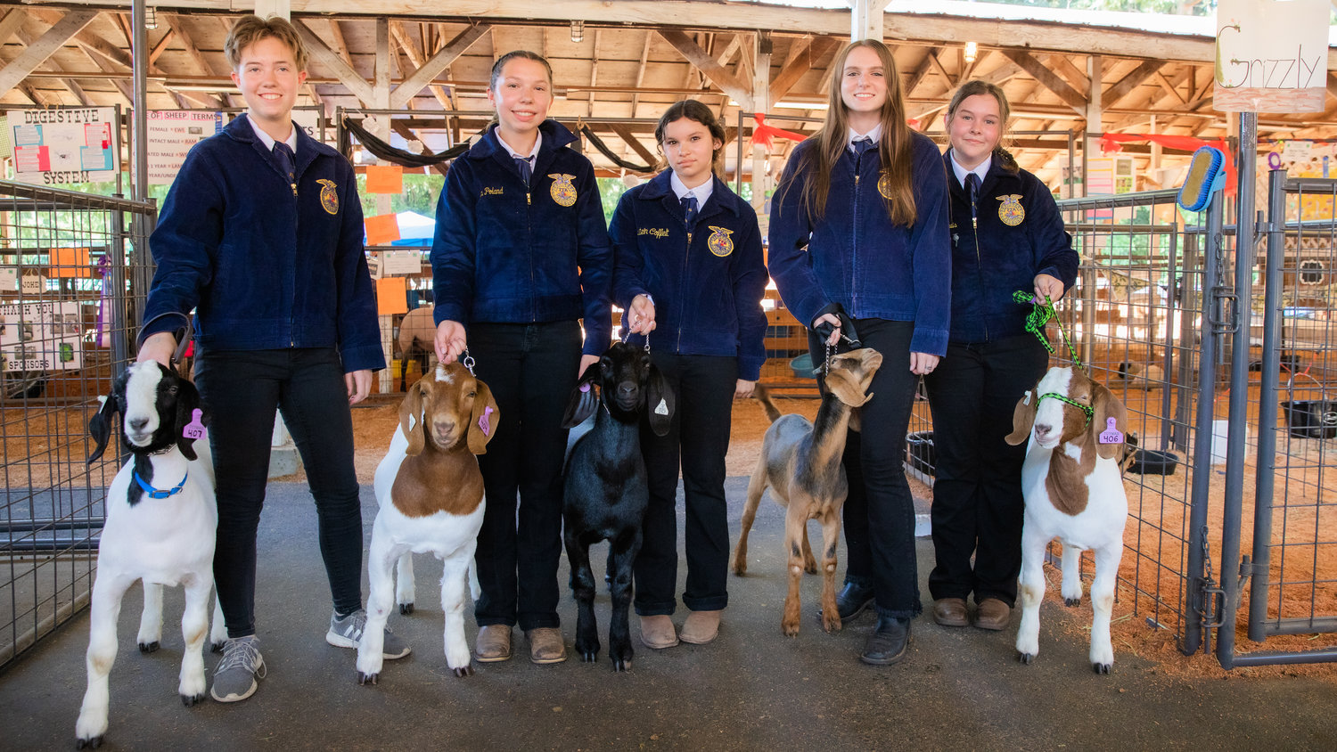From left, Yelm FFA Members Fiona Fisher, Kyla Poland, Maile Poland, Aurora Cooper, Kai Ann Lewis and Anna Mills pose for a photo with goats Angus, Soos, Waddles, Grizzly and Rico at the Thurston County Fair on Thursday.