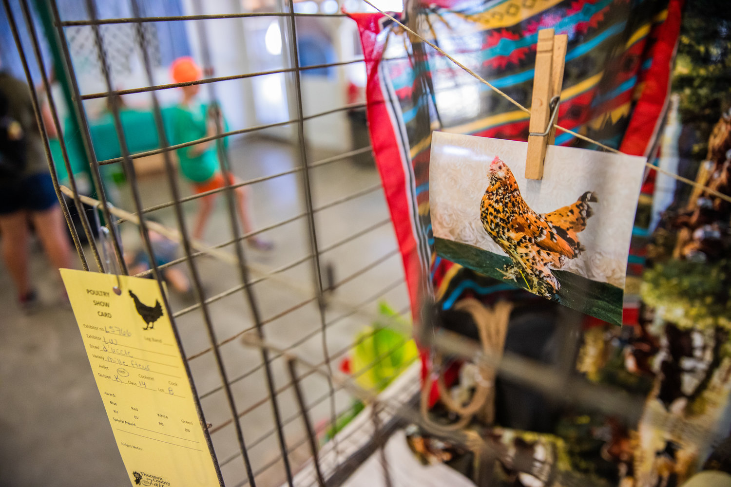 Photos of chickens hang on display inside cages empty of fowl as safety precautions for avian influenza remain in place during the Thurston County Fair on Thursday.