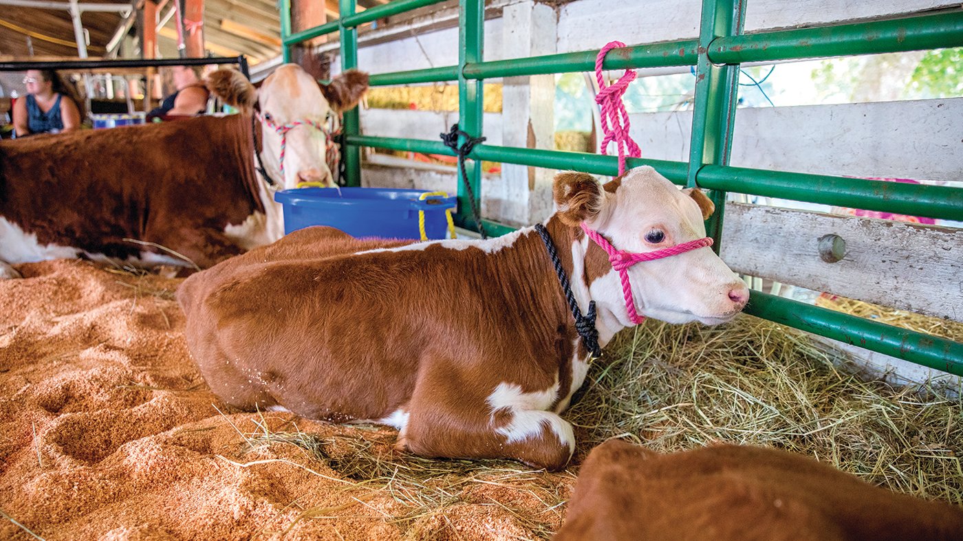 Poppyseed and Saffron, from Oak Hill Herefords in Rainier, rest in the shade during the Thurston County Fair on Thursday.