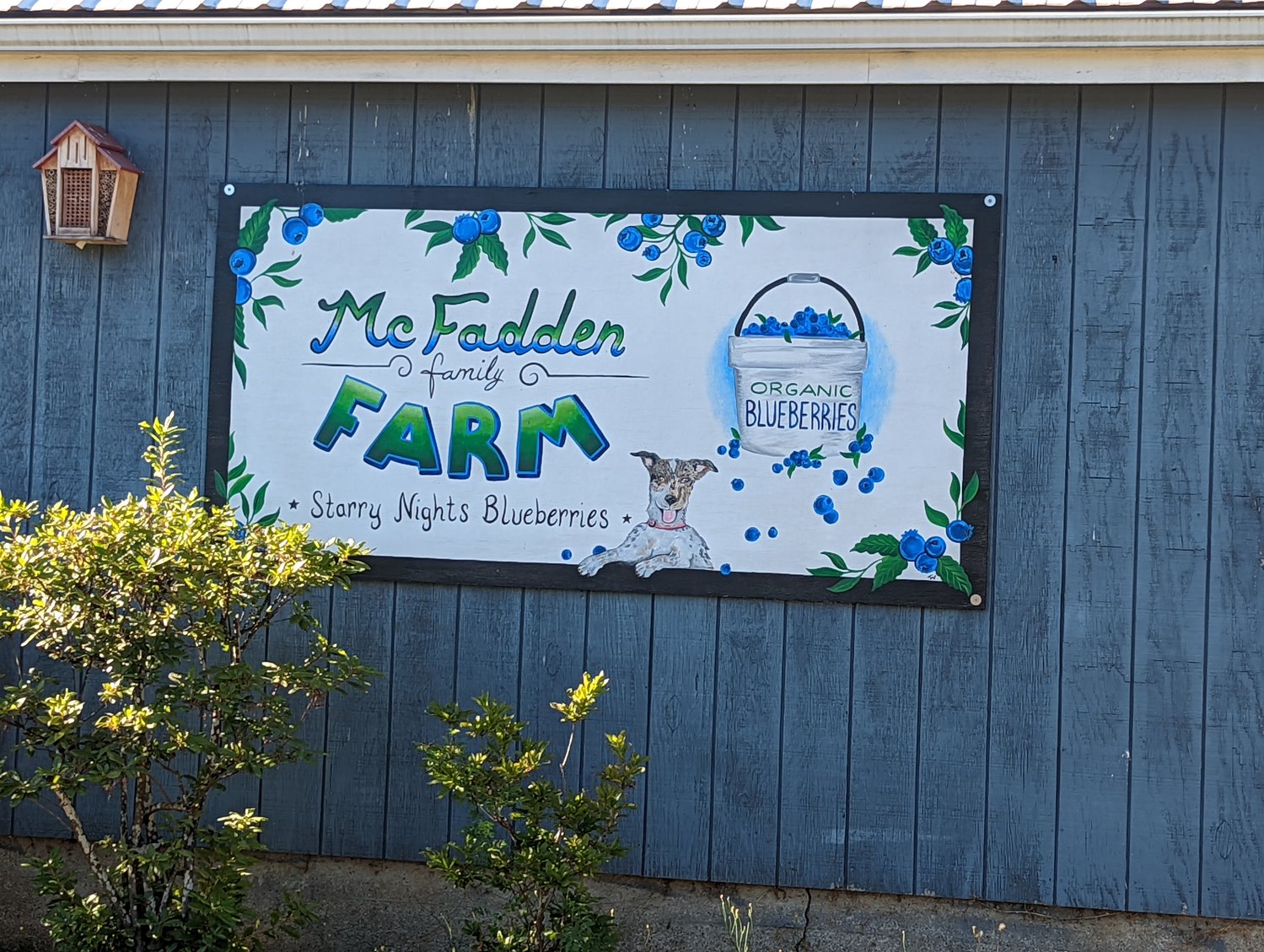 The McFaddens opened to the public three years ago as McFadden Family Farm, Starry Nights Blueberries. At 3.5 acres and between 700-800 blueberry bushes, they are the smallest of the three Mossyrock area blueberry farms but no less beloved, with many annual visitors who seek them out each year.