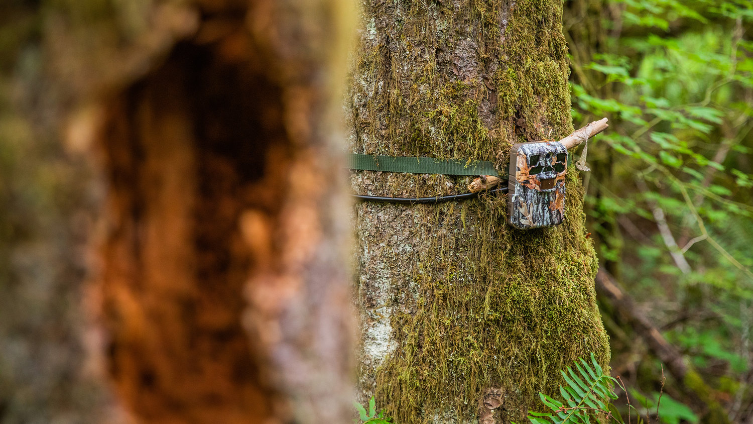A motion activated game camera records still photographs in a remote area of the Gifford Pinchot National Forest in Lewis County Saturday morning.