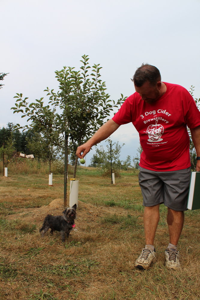 Joshua Hail, owner of 3 Dog Cider & Brewstillery in Silver Creek, holds up an apple for orchard dog and business namesake, Wolfie. Wolfie's late brother, Rizzo, is also the inspiration for the name as well as some of the ciders.