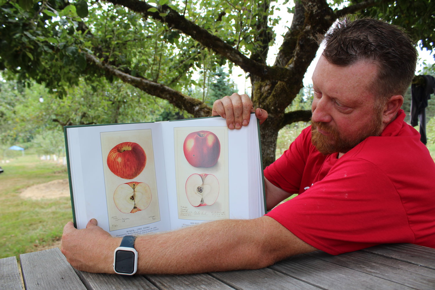 Joshua Hail shows a page from the "Illustrated History of Apples" a comprehensive guide to antique apple varieties, from which some of Hail's "lost" apple tree varieties have been identified.