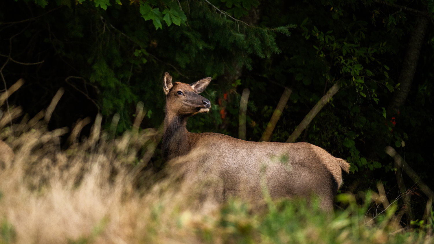 An elk grazes in Packwood near U.S. Highway 12 earlier this month.