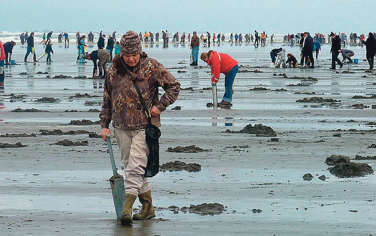 Diggers search for clams on the Washington coast in this 2021 courtesy photo from the Washington Department of Fish and Wildlife.