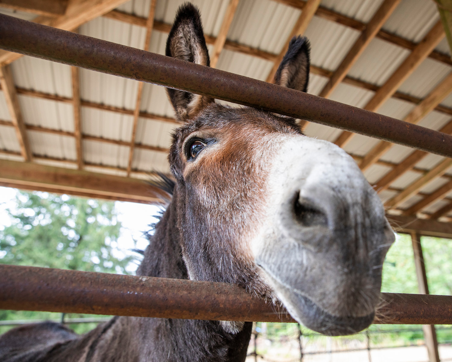 Bart the donkey sticks his nose out of his pen off Scheuber Road in Centralia.