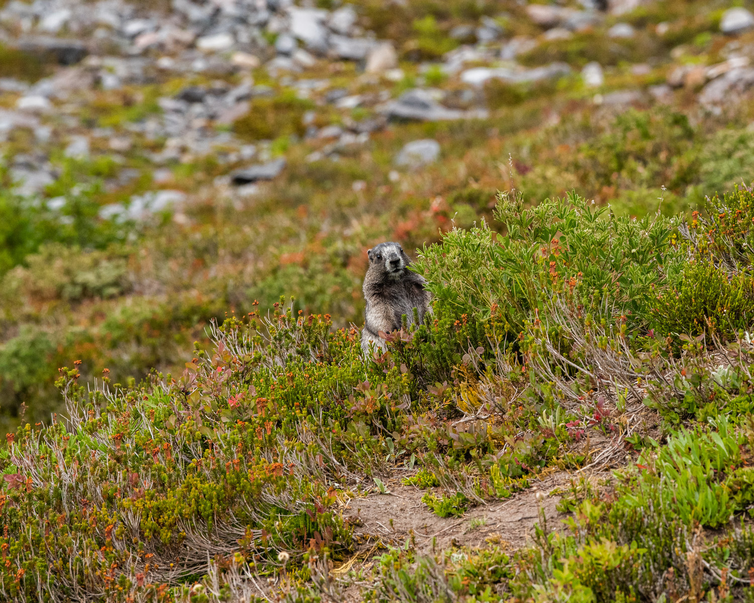 A marmot at Paradise on Wednesday afternoon stands in a meadow as he searches for a snack.