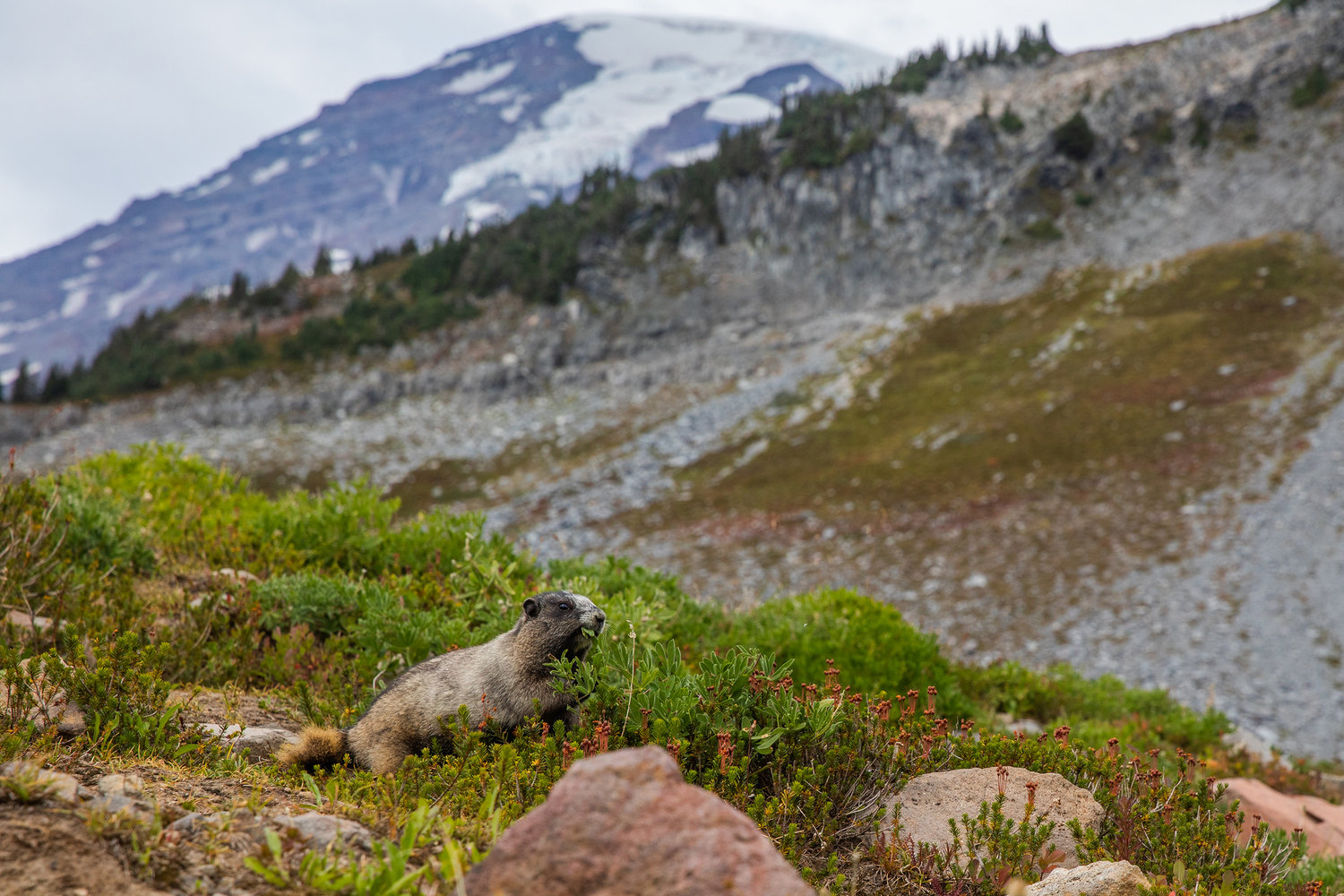 A marmot munches on vegetation in front of Mount Rainier on Wednesday near Ashford.