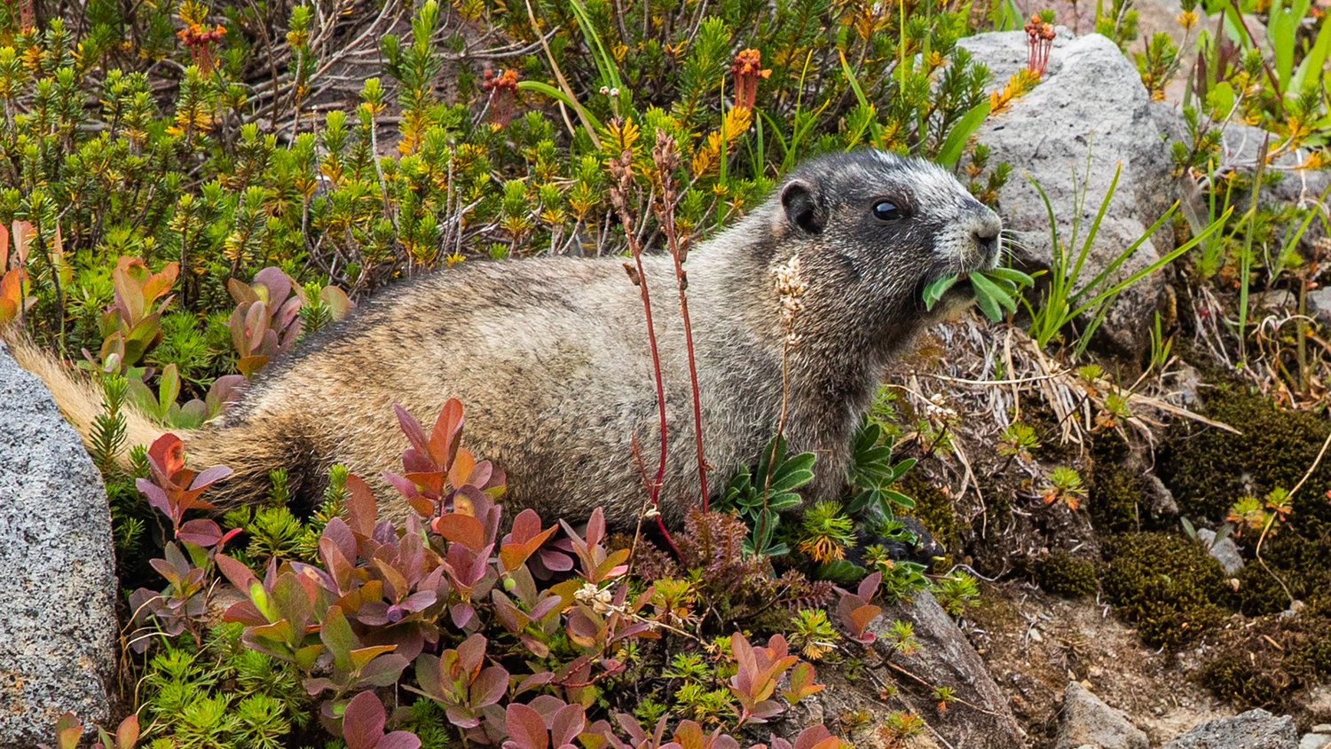 A marmot munches on vegetation in Paradise on Wednesday near Ashford.