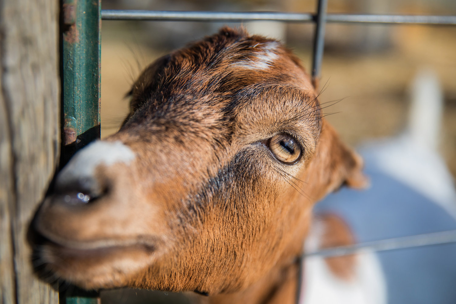 Goats look on from a pen at the Goodrich Road Pumpkin Patch in Centralia on Monday.
