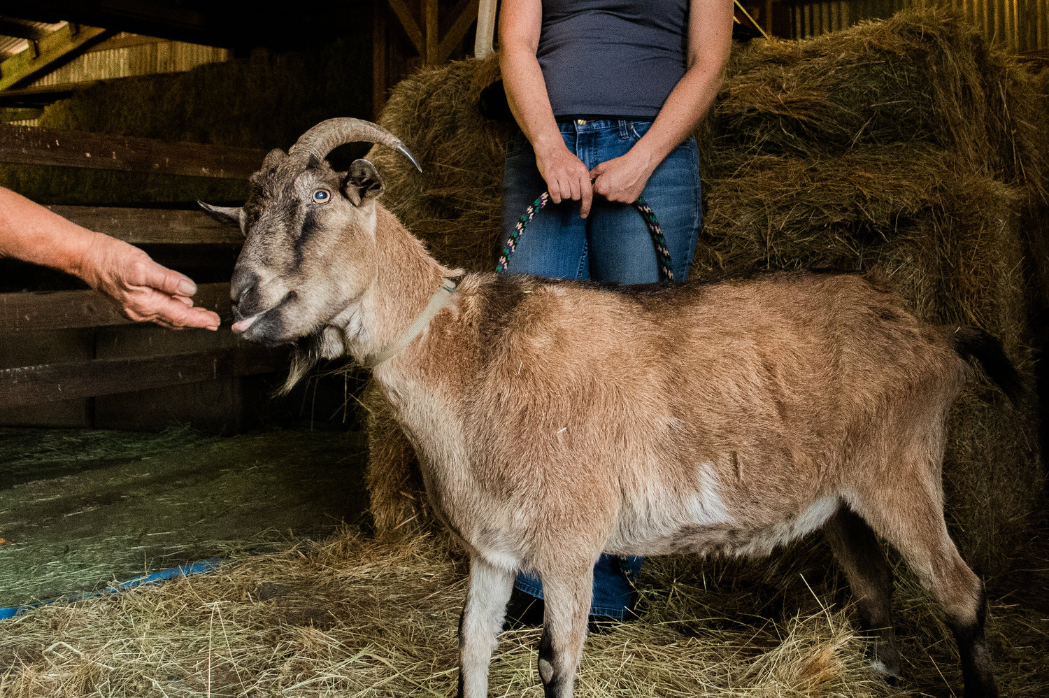 Chester, a Nigerian dwarf goat, sticks his tongue out while receiving attention Saturday afternoon in La Center.
