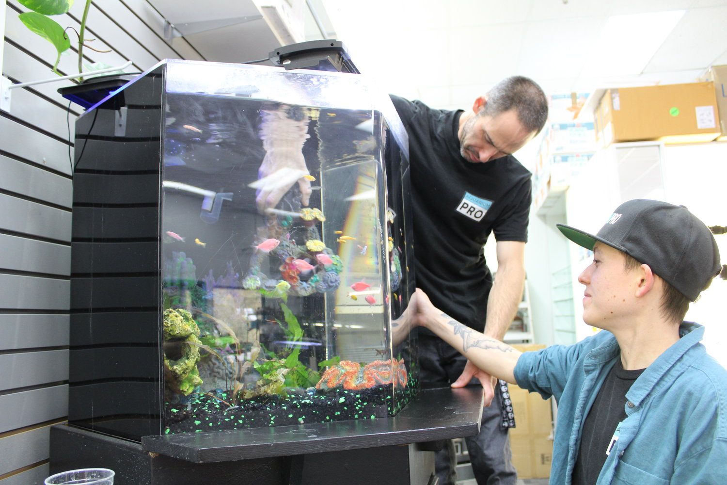 Aquarium Pro owner Jamie Lanier and employee Brandon Carr move decorations inside a tank at the Centralia aquarium store.