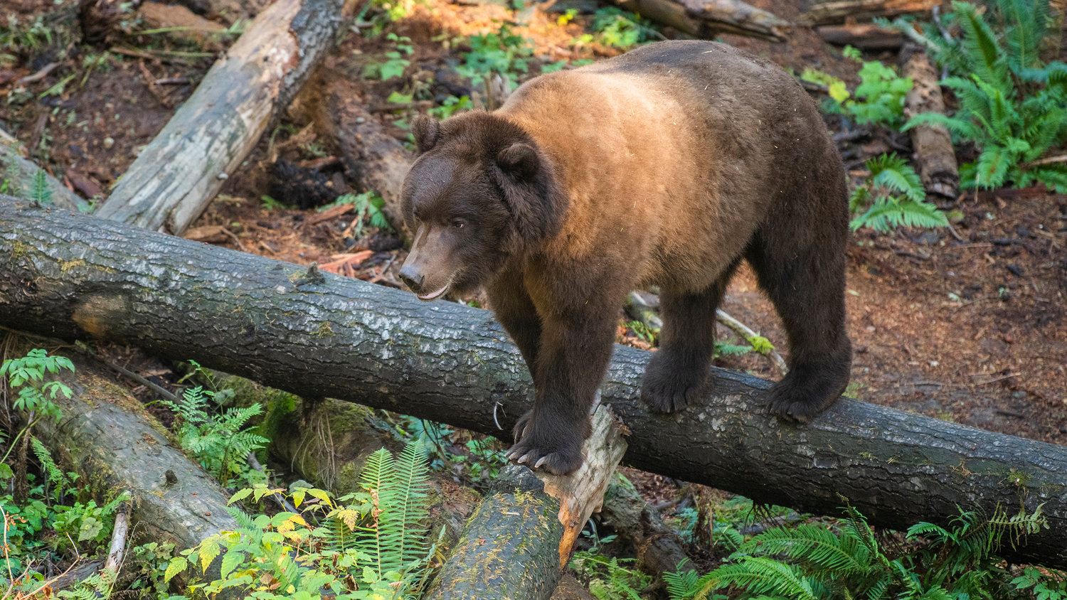 A Grizzly bear walks on downed trees at NW Trek in October 2022.