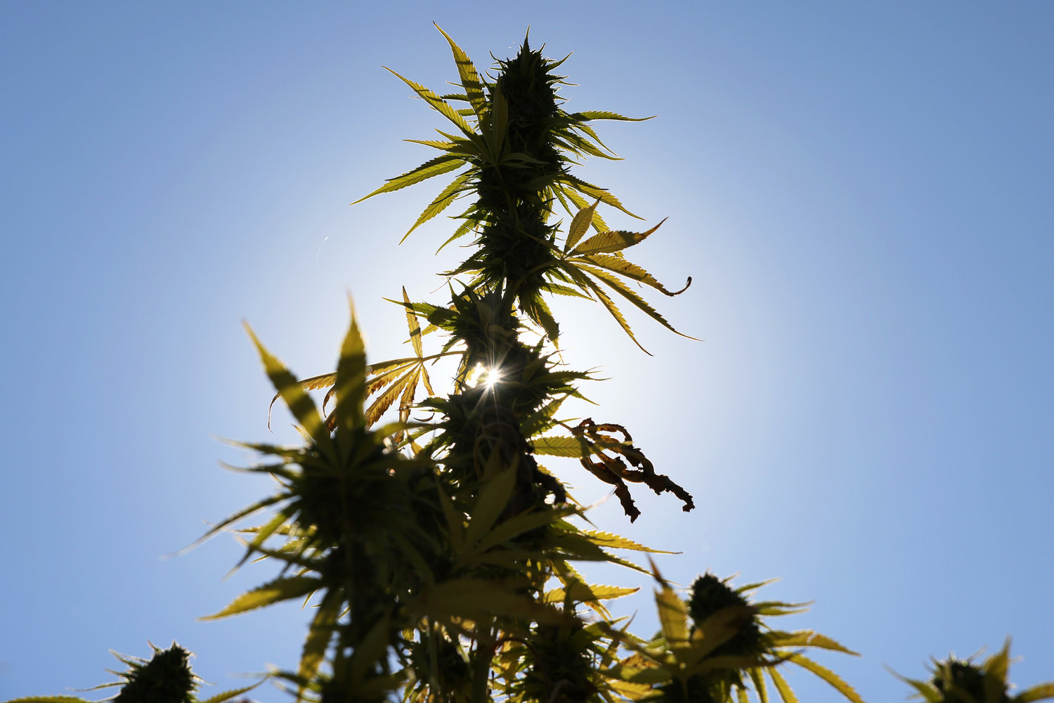 Cannabis plants are grown at a Claudine Field Apothecary farm on Oct. 7, 2022, in Columbia County, New York. (Michael M. Santiago/Getty Images/TNS)