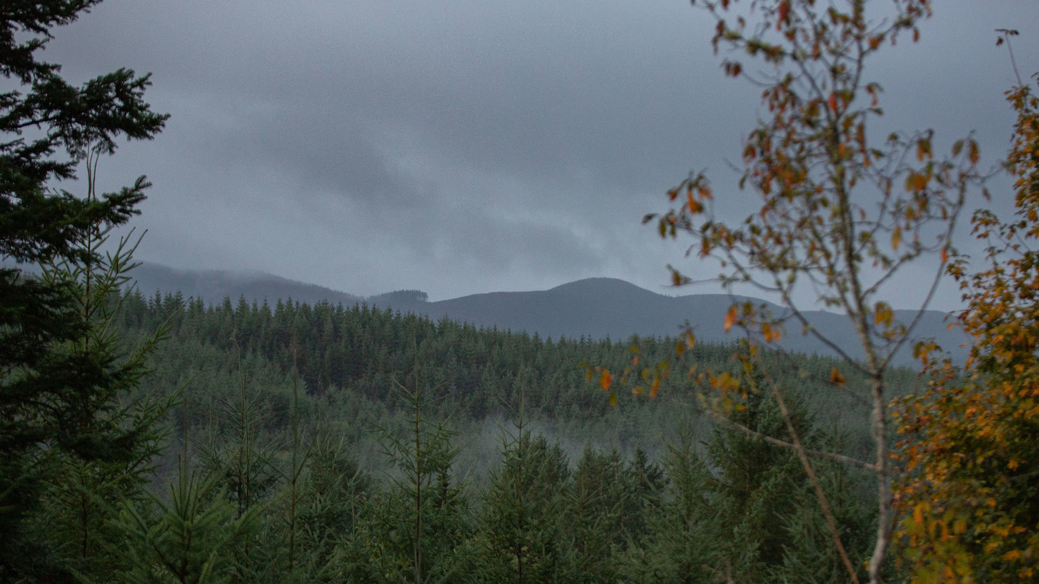 The Willapa Hills are pictured from the Boistfort Valley at dawn on Saturday, the first morning of elk season.