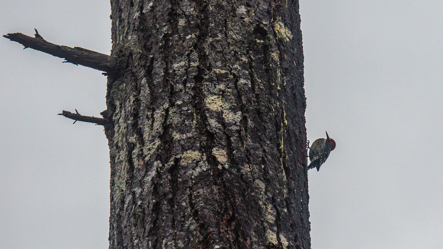 A woodpecker is seen on the side of a Douglas fir tree on Saturday morning near Boistfort.