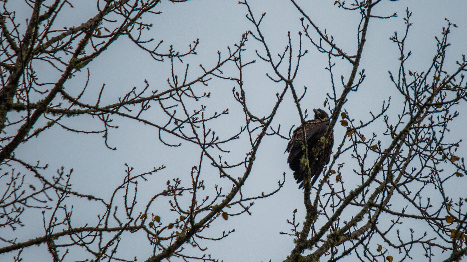 A young eagle is pictured in a tree over the Baw Faw Grange early Saturday morning.