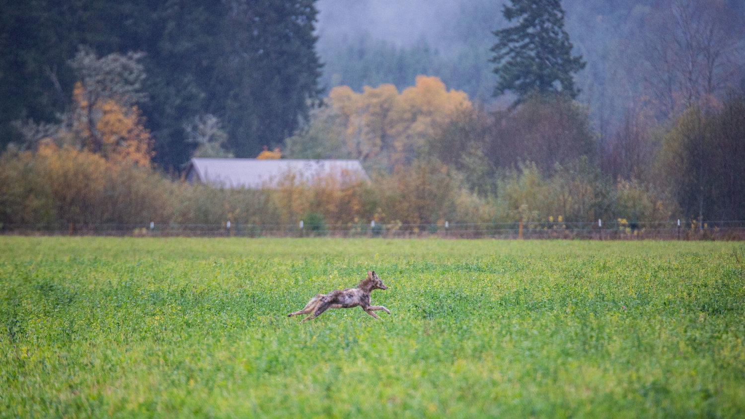 A mangy coyote sprints through a field in the Boistfort Valley near Lost Valley Road on Saturday morning.