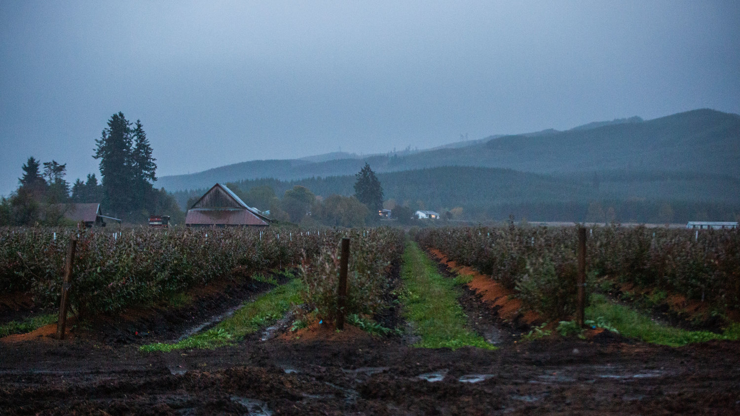 As the day breaks, blueberry bushes drip with the night’s heavy rain in the Boistfort Valley on Saturday morning.