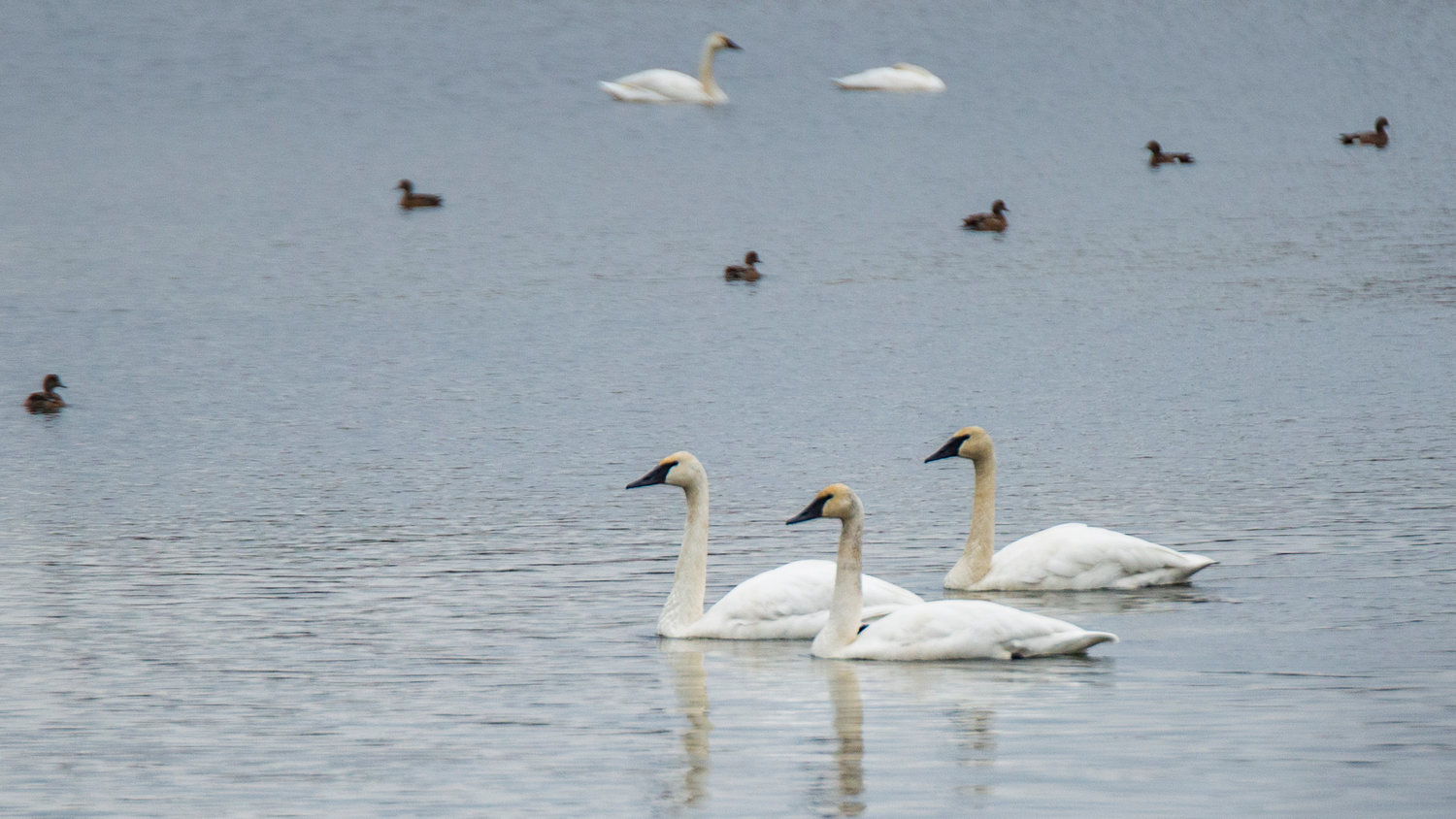 Trumpeter swans float leisurely on a pond with other waterfowl at the trailhead of the Willapa Hills Trail in Chehalis on Saturday afternoon.
