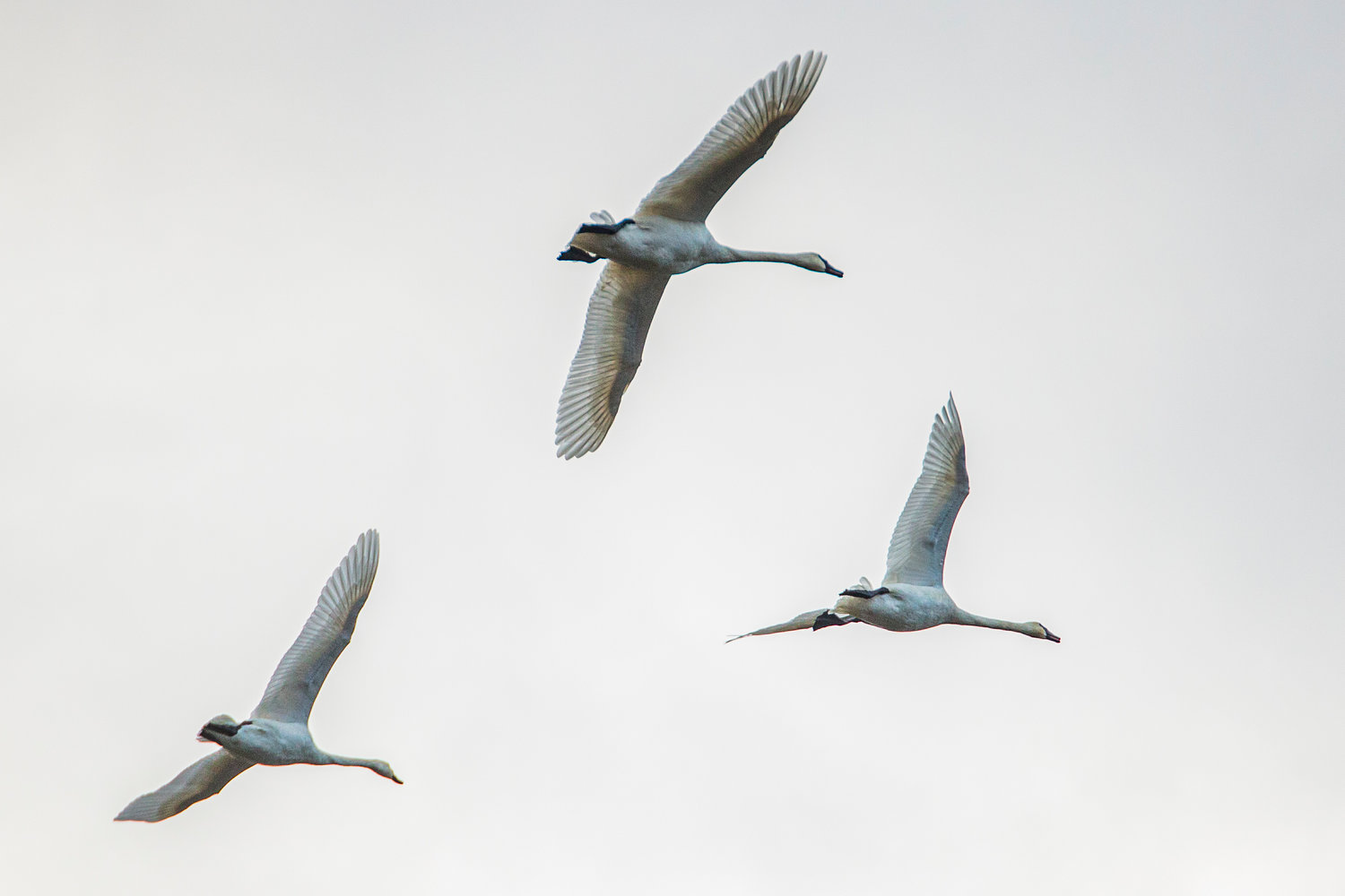 A family of trumpeter swans are seen against the silver sky near the trailhead of the Willapa Hills Trail in Chehalis Saturday afternoon.