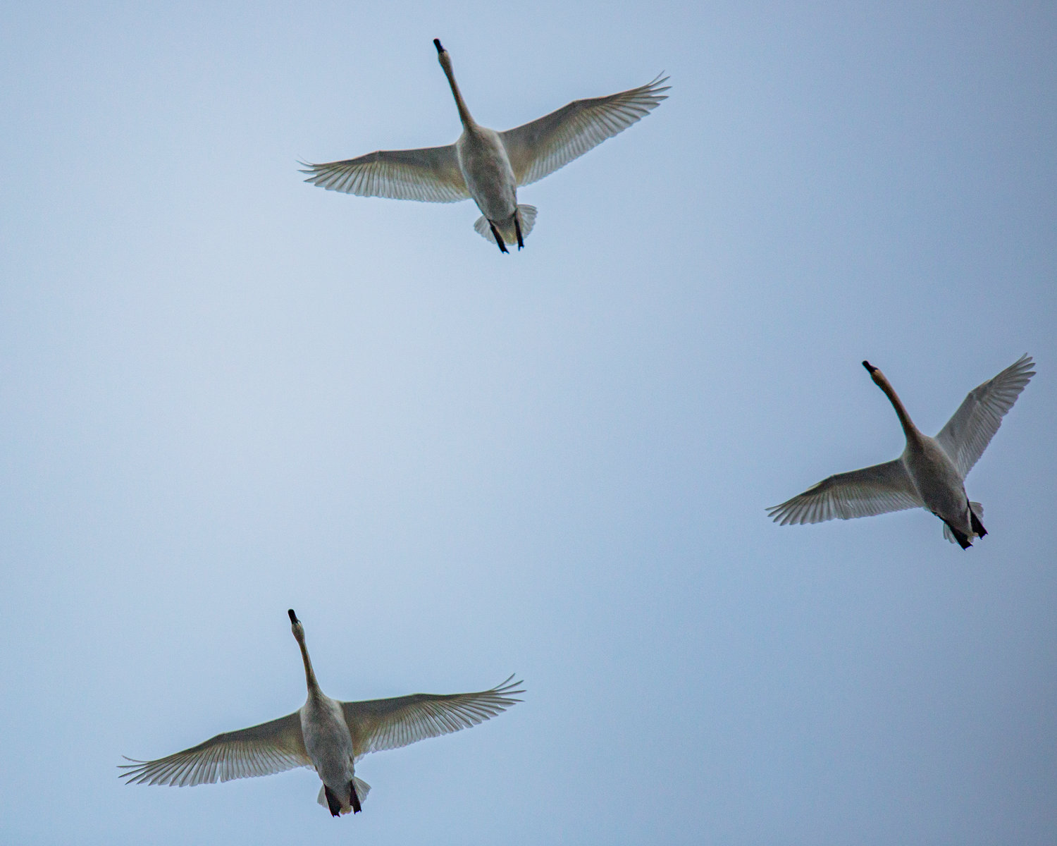Three trumpeter swans fly over the Willapa Hills Trail in Chehalis on Saturday afternoon.
