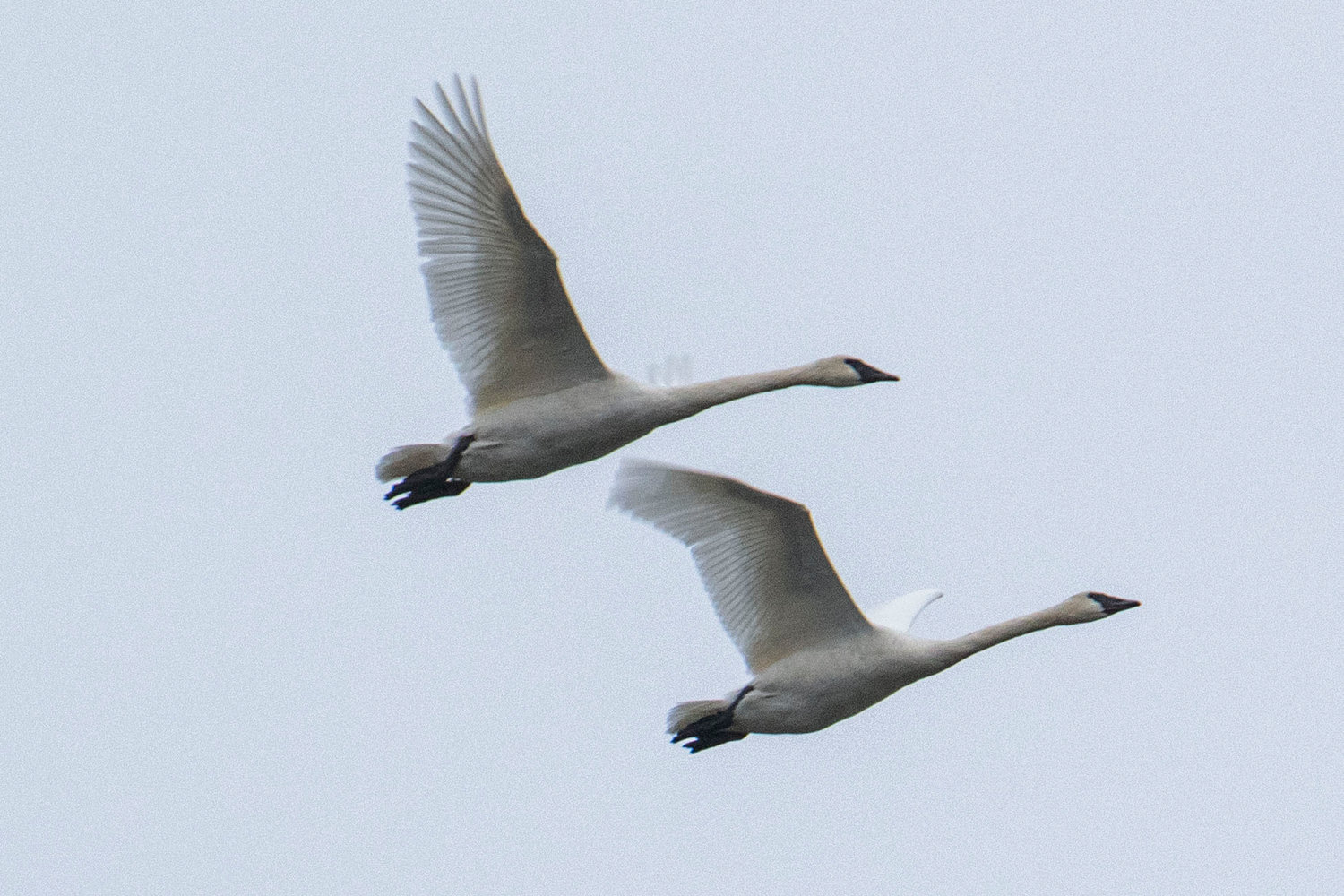 Trumpeter swans flap their wings together against gray skies on Friday in Chehalis.