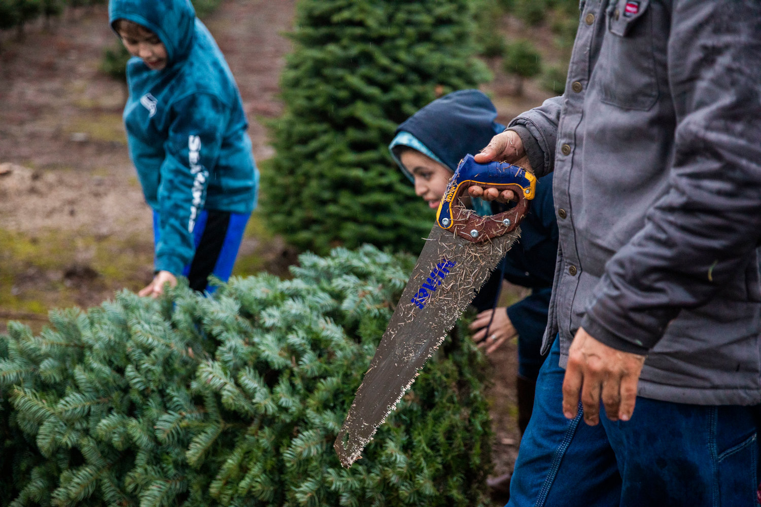 Tyler Nunez uses a saw to cut down trees at the Mistletoe Tree Farm west of Chehalis on Friday.