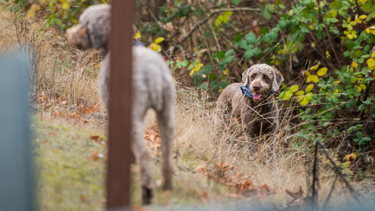 Buddy and Spike, two poodle-crosses who left their property along Russell Road in Centralia before walking through traffic near Interstate 5, were captured off Airport Road and later returned to their owner.