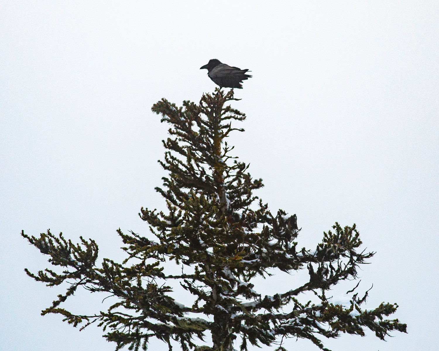A raven sits stop an evergreen tree beside U.S. Highway 12 at White Pass Ski Area.