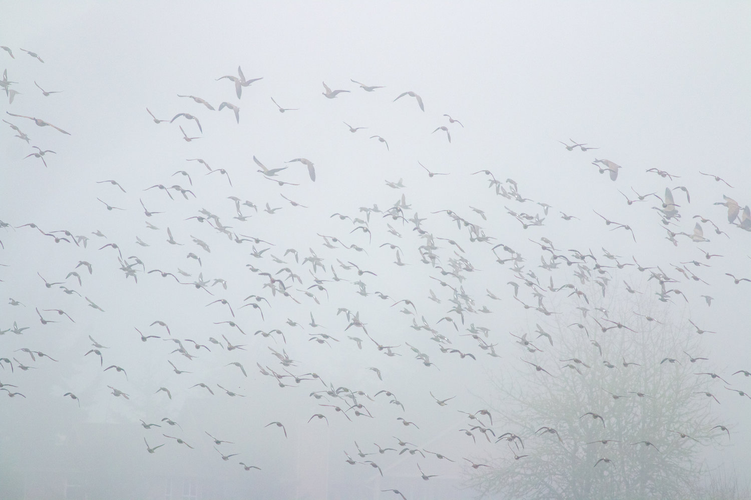 Geese fly away through the fog near the Willapa Hills Trail after a pair of bald eagles flew in nearby on Monday morning.