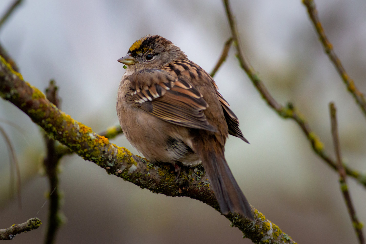 A golden-crowned sparrow is pictured along the Willapa Hills Trail.