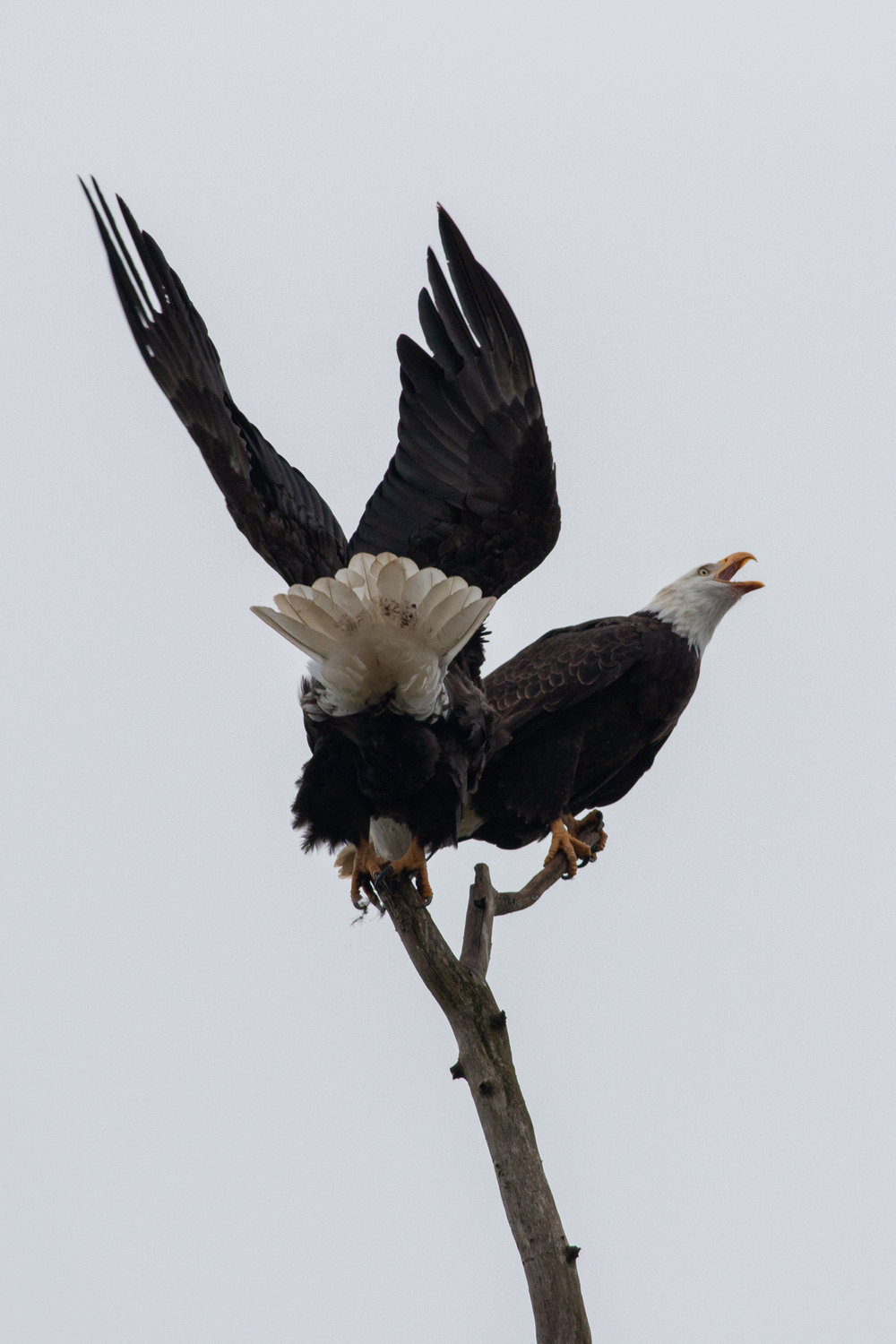 A pair of bald eagles are pictured perched above the Willapa Hills Trail on Monday.