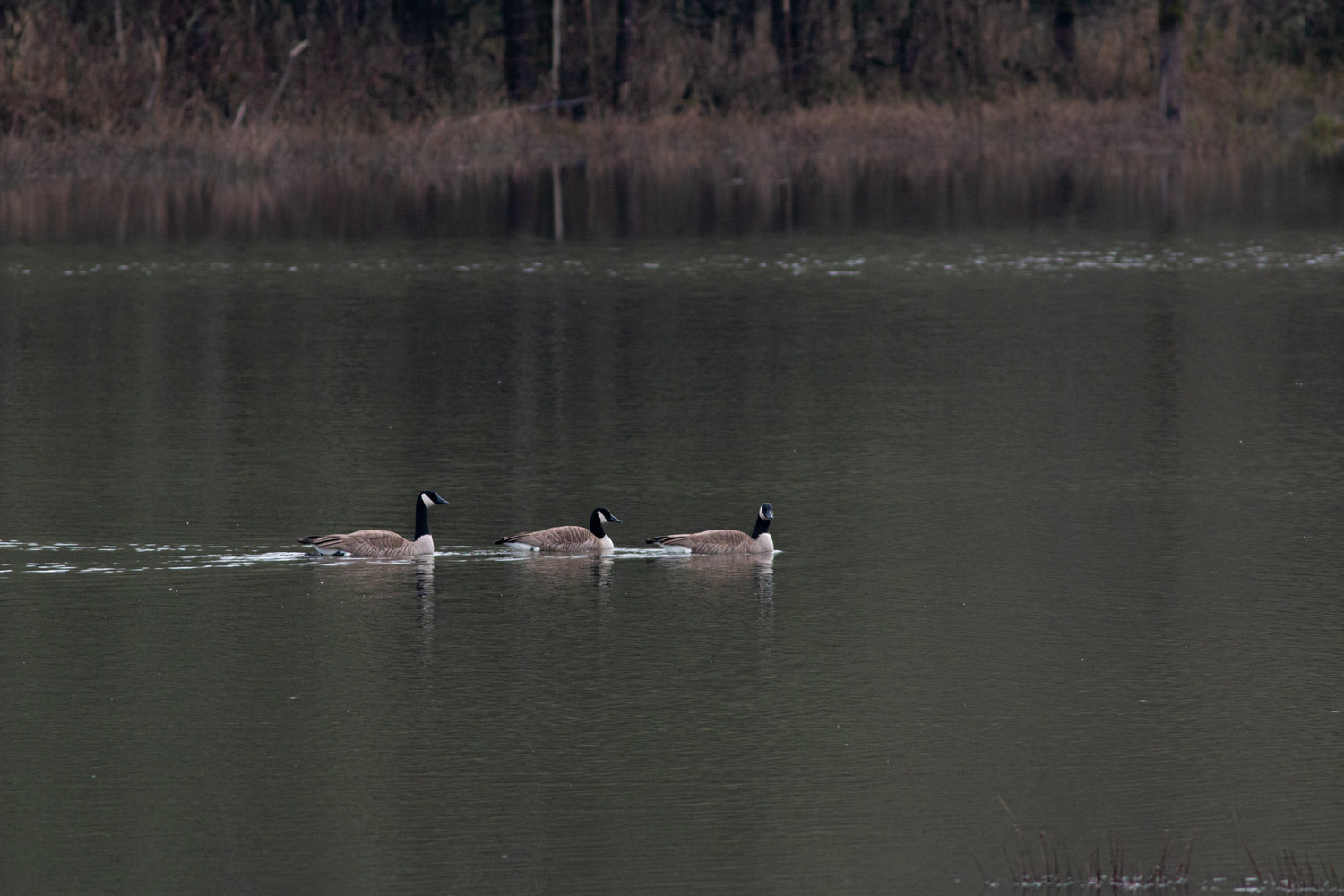 Geese are pictured along the Willapa Hills Trail Monday.