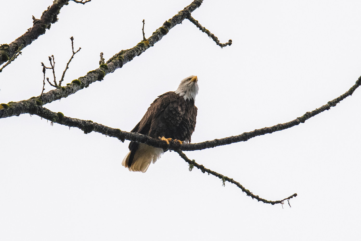 A bald eagle sits on a branch perched high above the Newaukum River in Chehalis on Saturday.