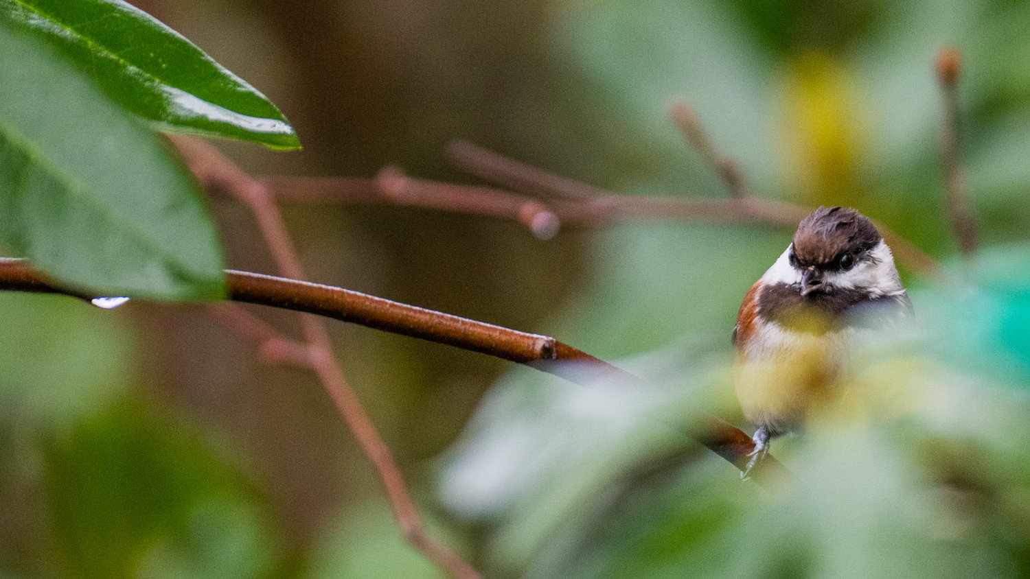 A chickadee trills on a rhododendron branch in Chehalis on Saturday. This photo was taken with a 300mm lens, which has high zoom capability. The raindrop on the leaf in the left side of the picture provides reference for the bird’s small size.