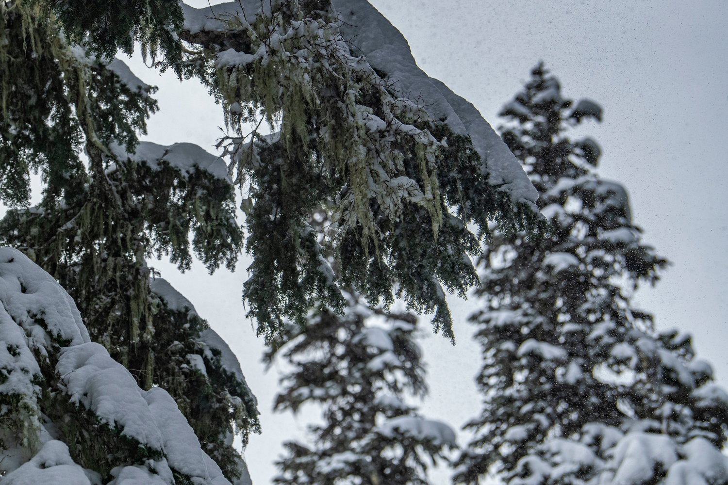 Snow is blown from evergreen boughs in the wind at White Pass Ski Area on Sunday.