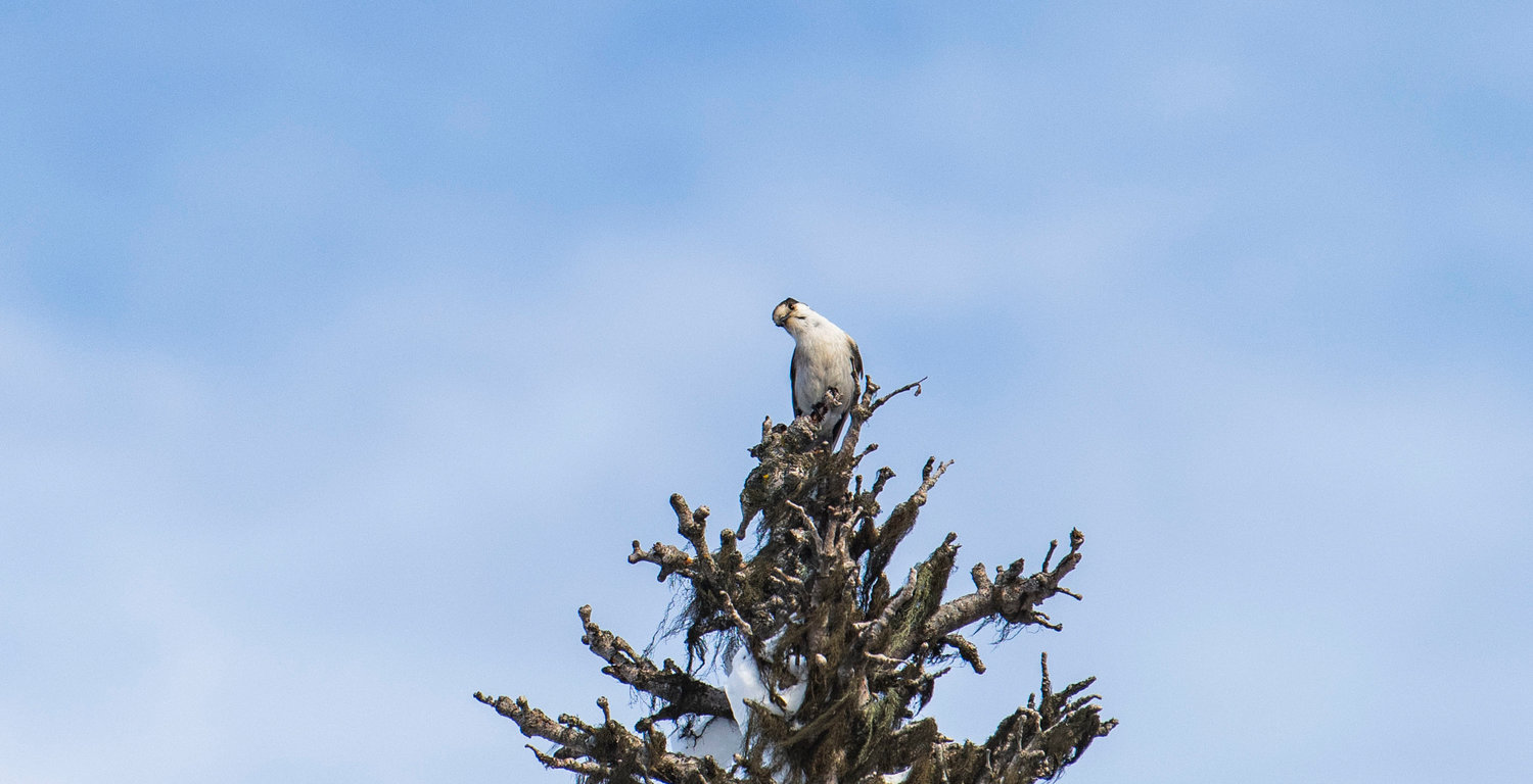 A gray jay looks on curiously above the White Pass Ski Area Nordic Center on Sunday.